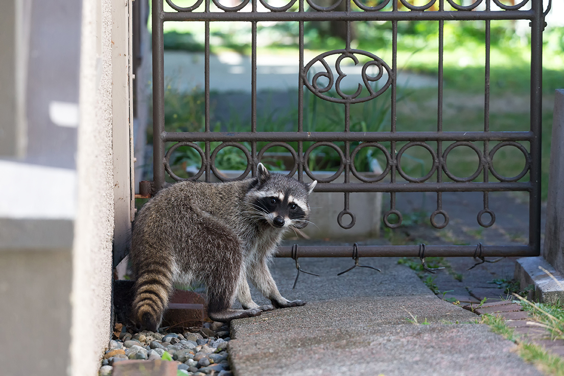 Animal Damage in the Home